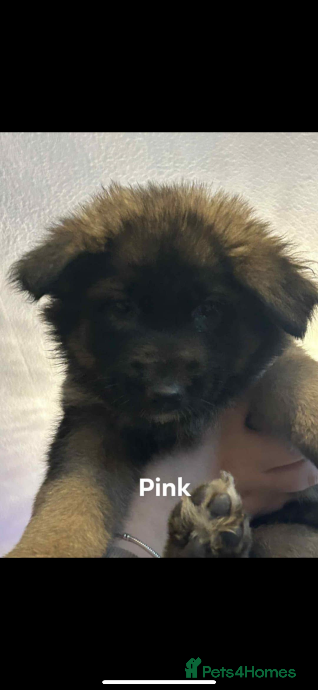 German Shepherd dogs for sale: 4 beautiful female German shepherd pups  - Image 1