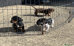 Miniature Dachshund dogs for sale: KC Reg’d Mini Dachshund Puppies  - Image 1