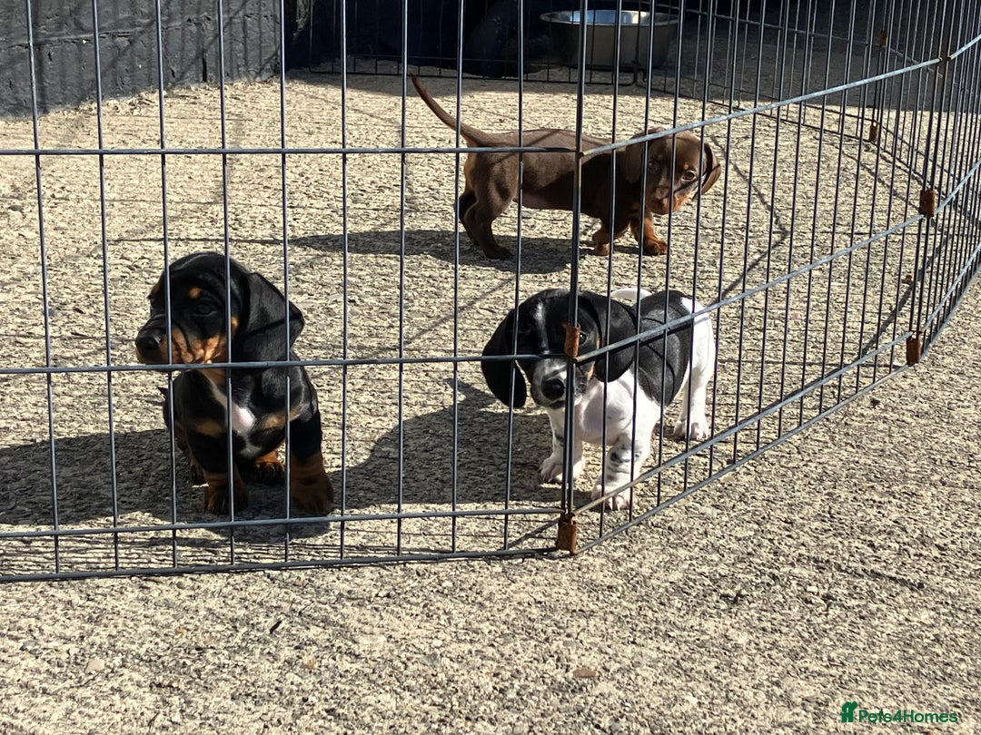 Miniature Dachshund dogs for sale: KC Reg’d Mini Dachshund Puppies  - Image 1