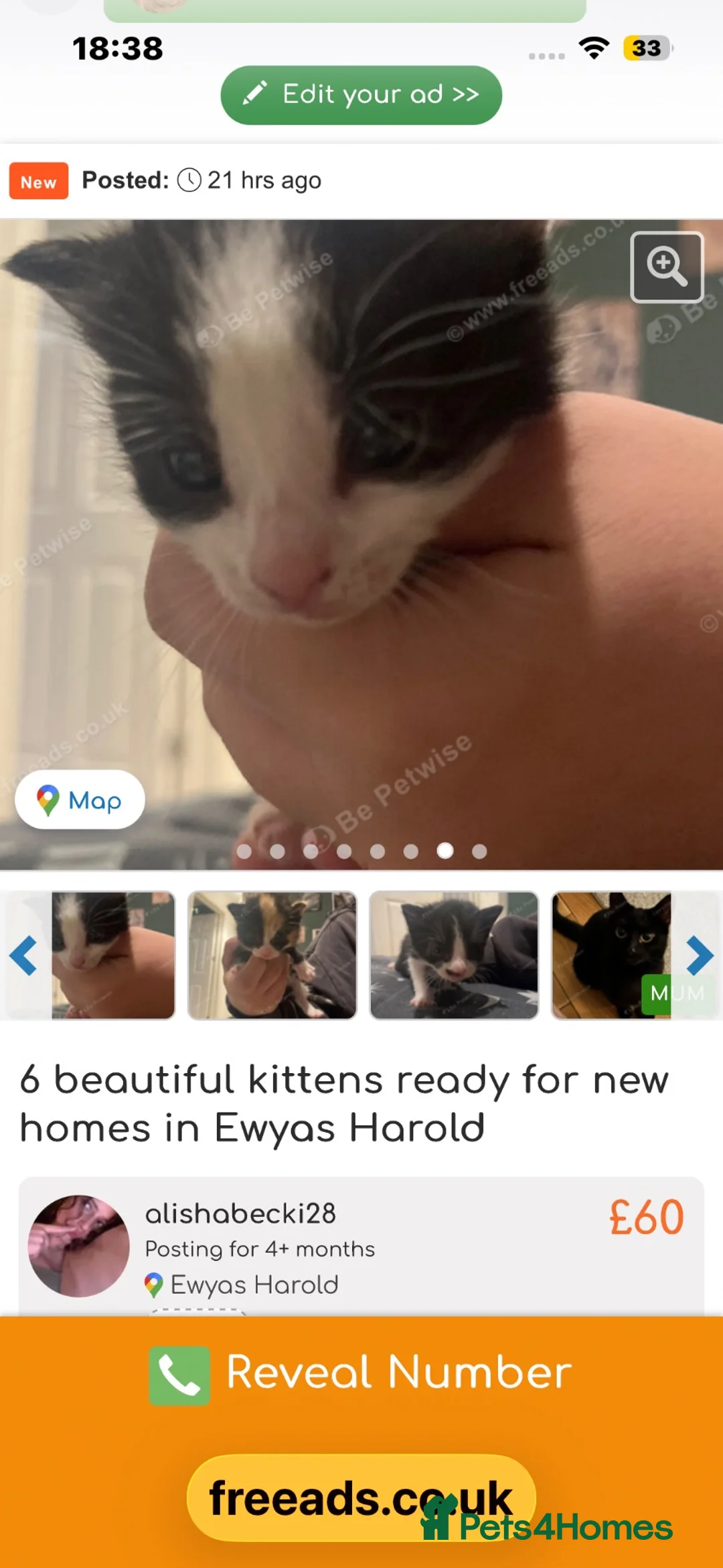 Mixed Breed cats for sale: 6 beautiful kitties ready to go to new homes  in Hereford - Advert 7