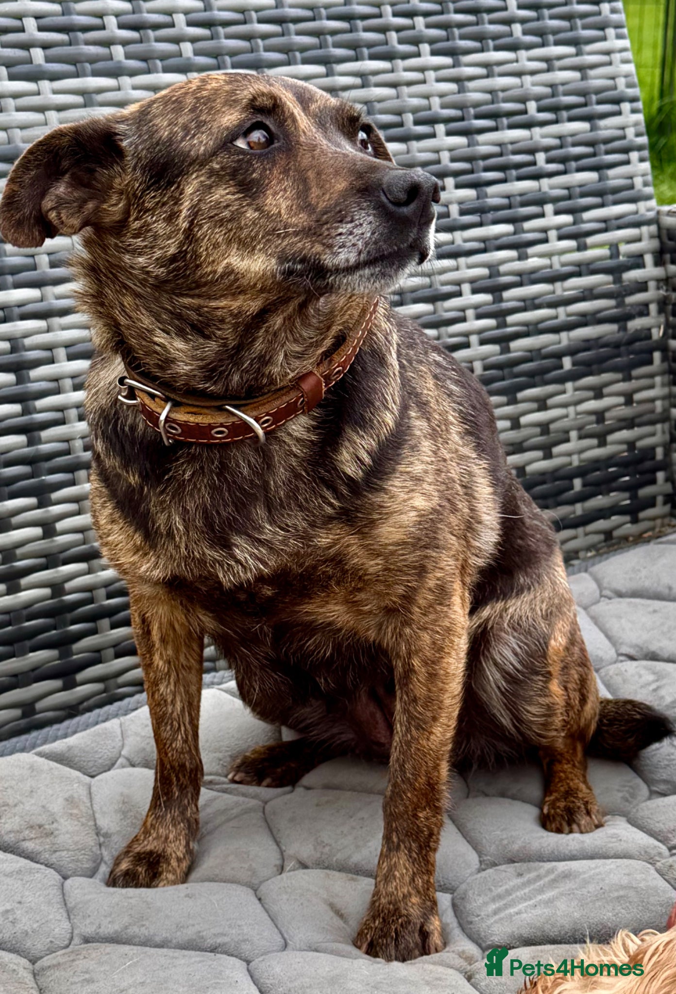 German Shepherd dogs 🐾 JUNA – German Shepherd  - Advert 13