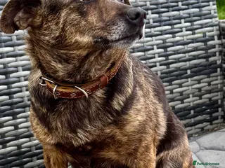 German Shepherd dogs 🐾 JUNA – German Shepherd - Advert 13