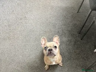 French Bulldog dogs French bulldog pups - Advert 11