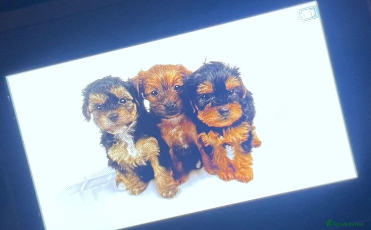 Yorkiepoo dogs - Advert 2