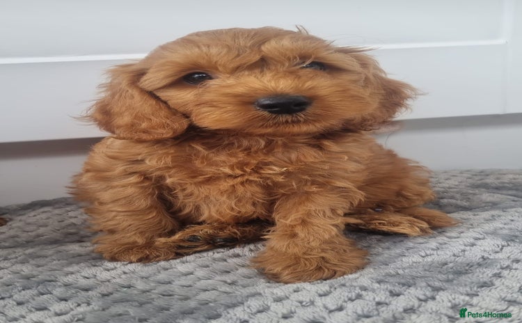 Cockapoo dogs - Advert 16
