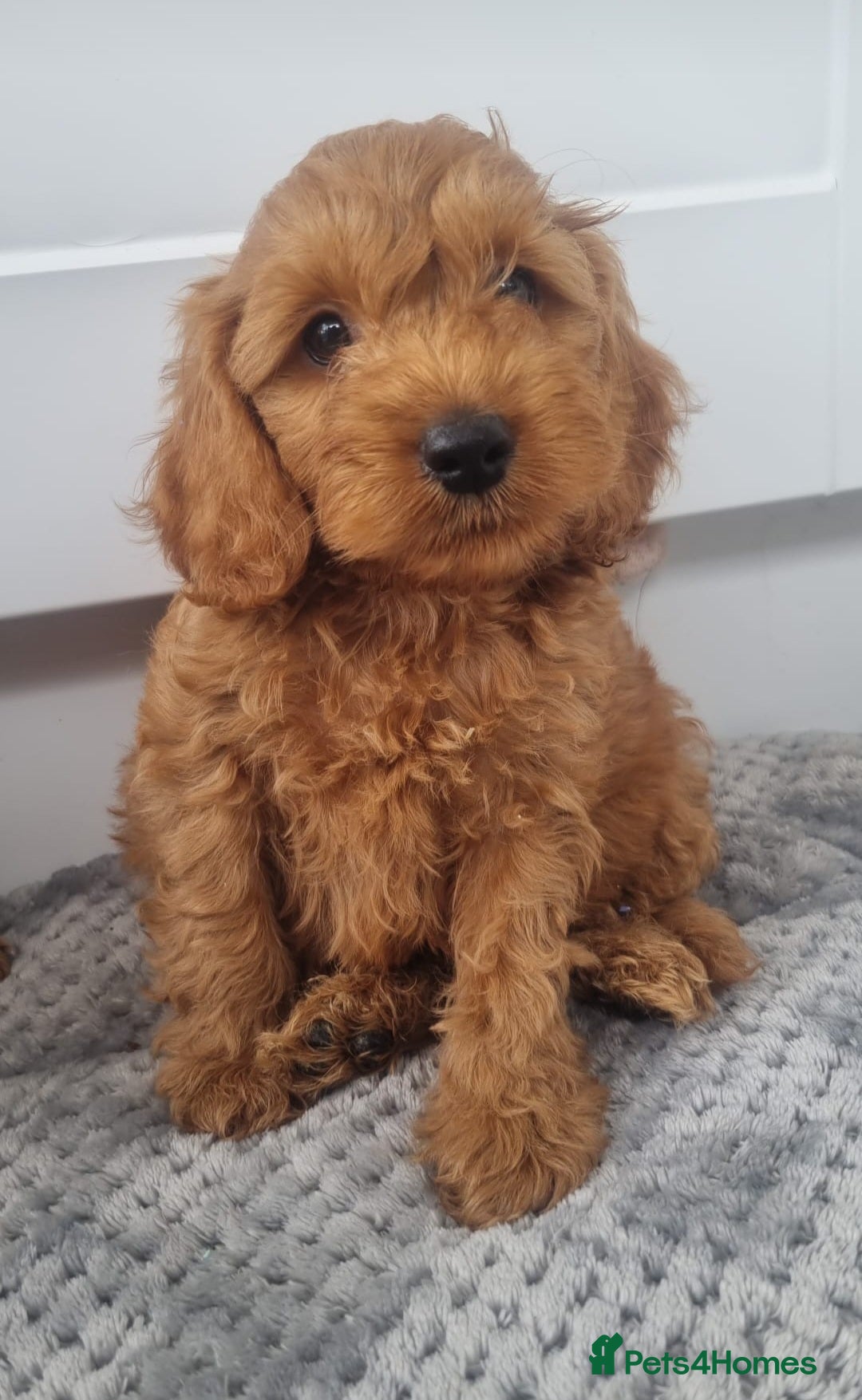 Cockapoo dogs for sale: Red and apricot F1 Cockapoo puppies  - Image 1