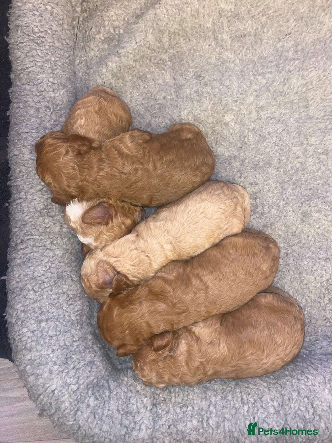 Cavapoochon dogs for sale: 🐾 Adorable F1b Cavapoochon Puppies- Ready Soon!🐾 - Image 4