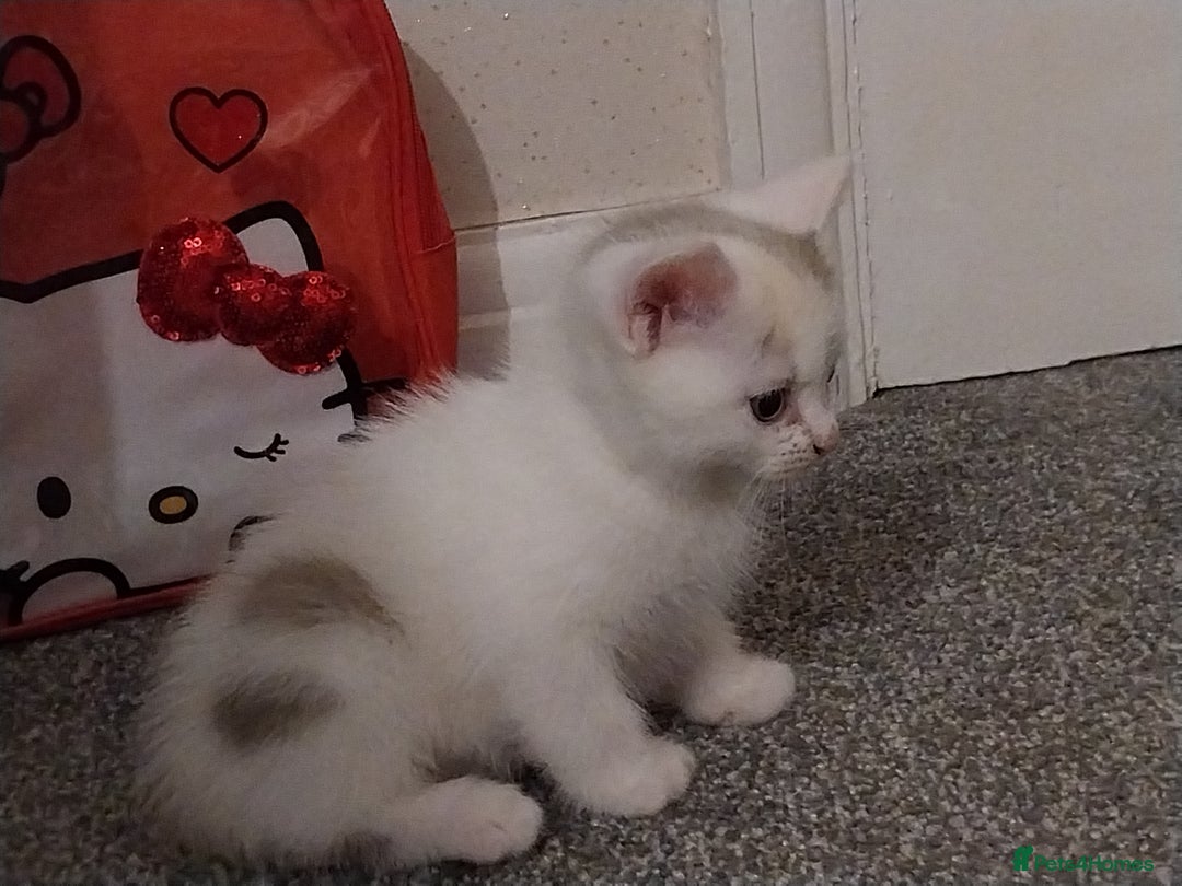 Mixed Breed cats for sale: Lovely kittens looking for homes! - Image 3