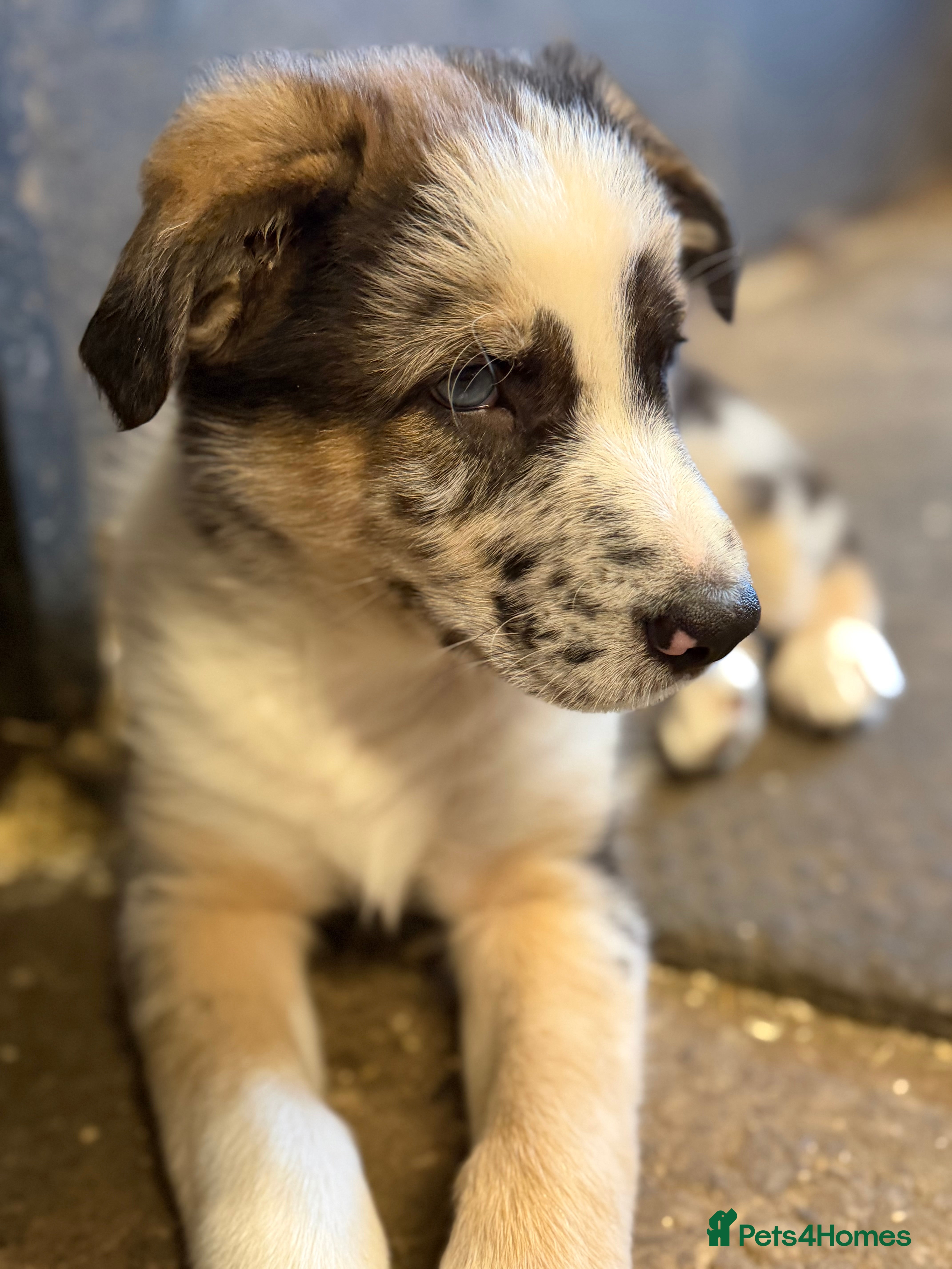 Mixed Breed dogs Beautiful Shollie pups - Advert 19