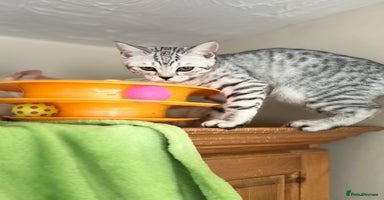 Scottish Fold cats - Advert 4