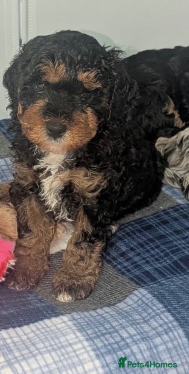 Cavapoo dogs for sale: Cavapoo pups - Advert 2