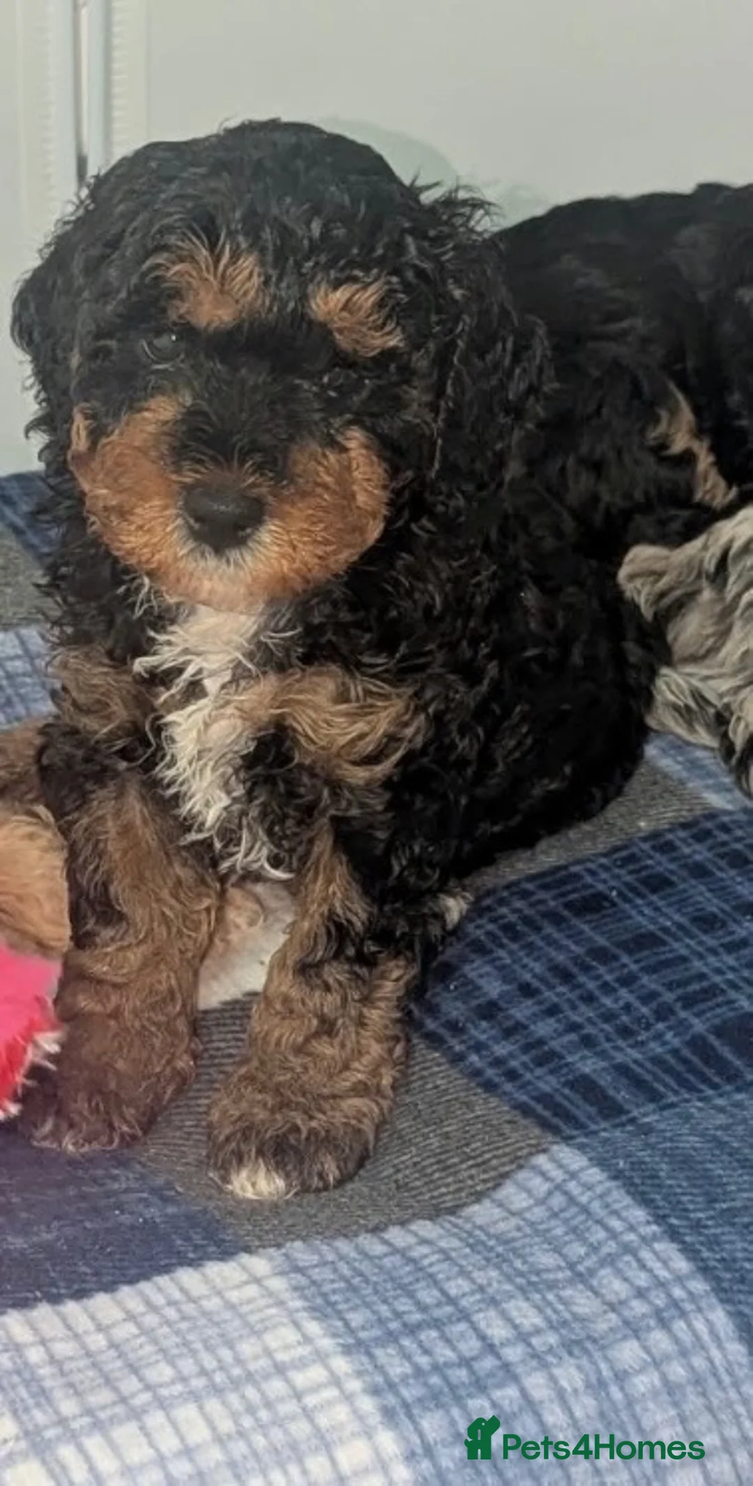 Cavapoo dogs for sale: Cavapoo pups in Girvan - Advert 2