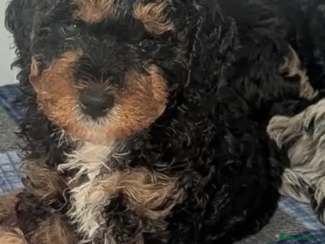 Cavapoo dogs for sale: Cavapoo pups - Advert 2