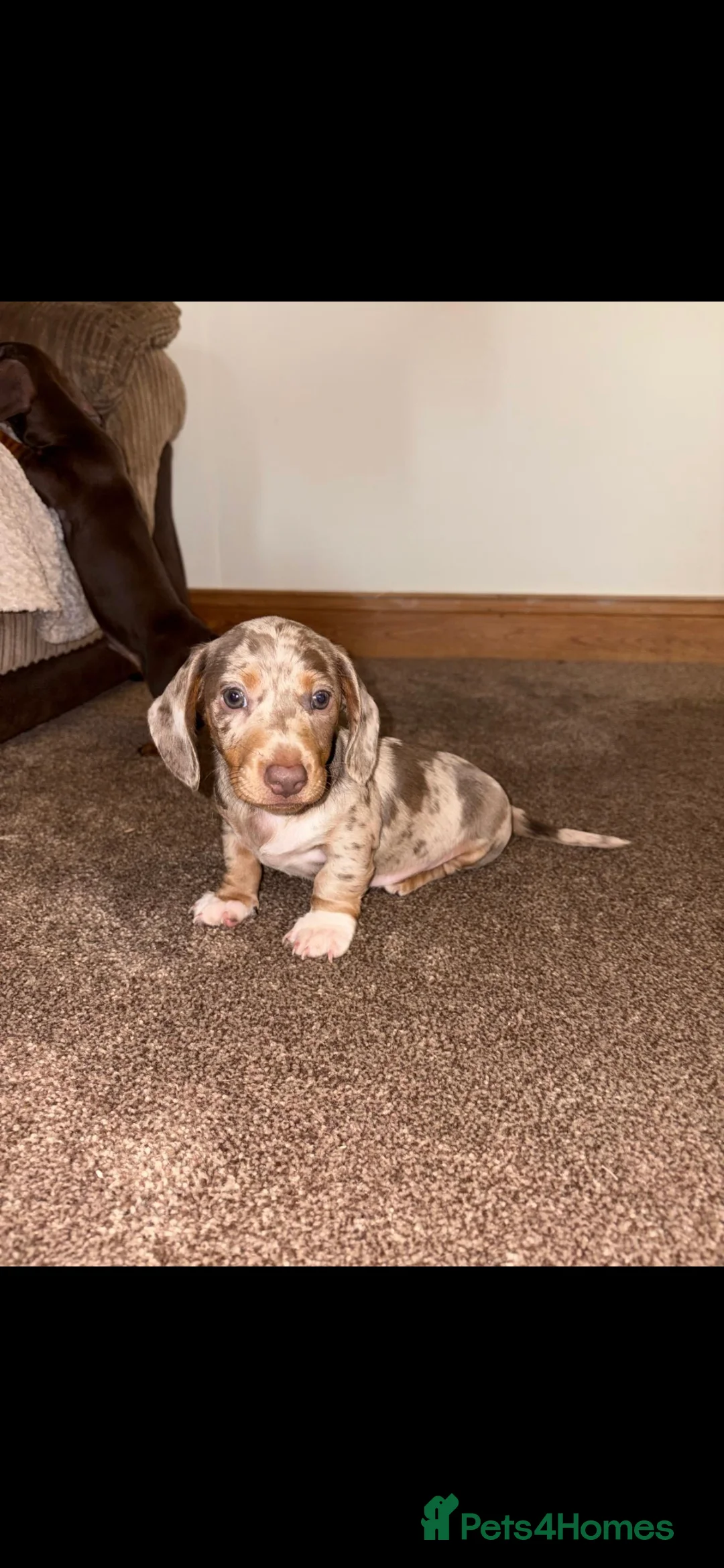Miniature Dachshund dogs for sale: Miniature daschounds - Advert 2