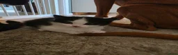 Mixed Breed cats for sale: Gorgeous kittens looking for forever homes - Advert 4