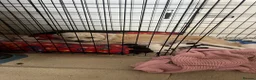 Mixed Breed dogs for sale: 11 beautiful parson Russell x pups - Advert 20
