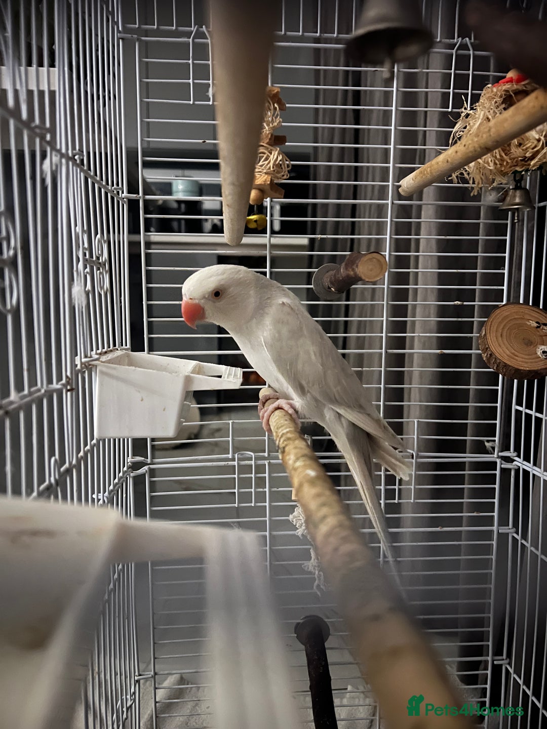 Ringnecks birds for sale: 2 year old albino ringneck - Advert 2
