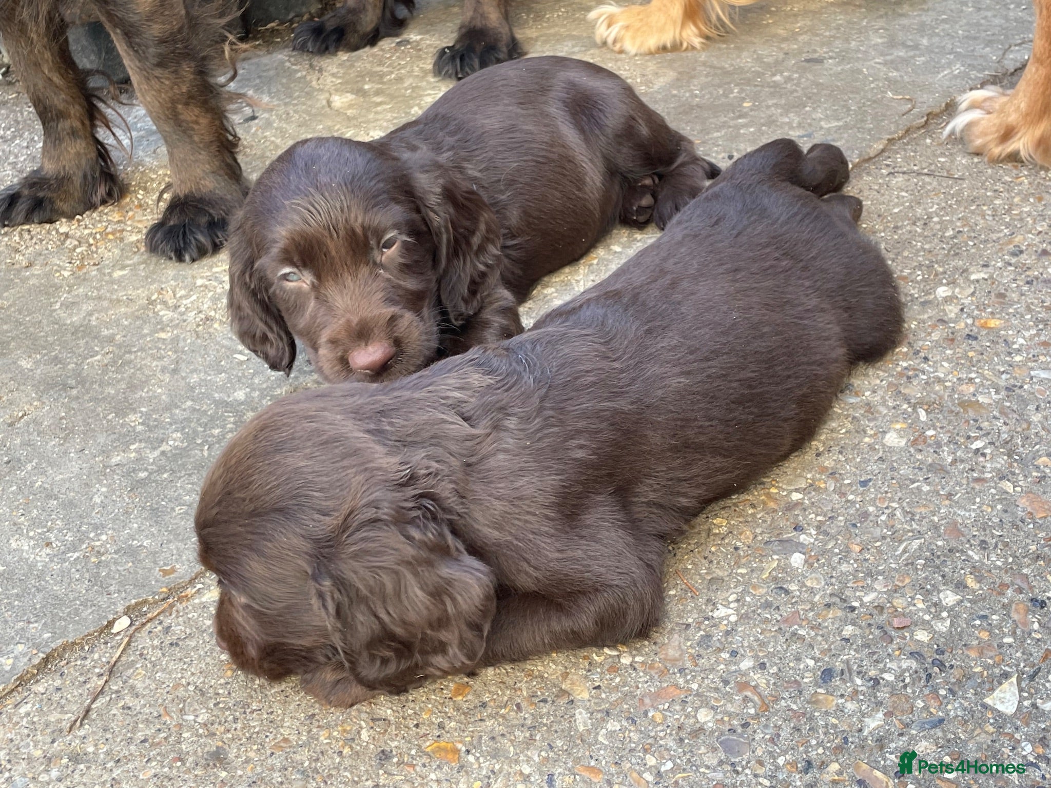 Sprocker dogs Sprocker pups - Advert 12