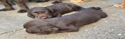 Sprocker dogs for sale: Sprocker pups - Advert 1