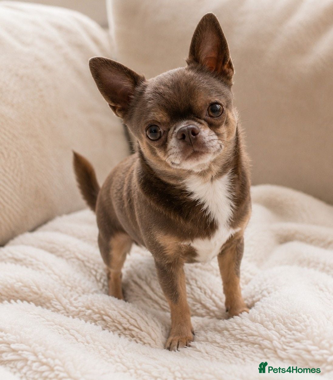 Chihuahua dogs KC reg-Health tested-PROVEN  - Advert 4