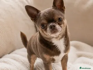 Chihuahua dogs KC reg-Health tested-PROVEN - Advert 4
