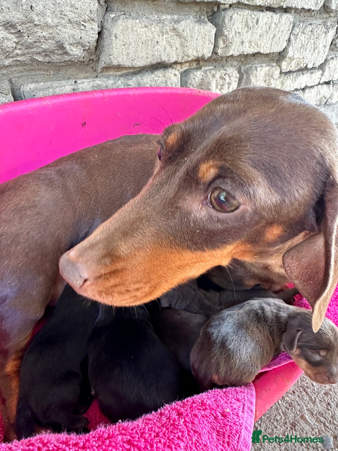 Mixed Breed dogs for sale: 🐾 Gorgeous Doxiepoo Puppies – Ready Soon! 🐾 - Image 7
