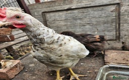 Chickens poultry for sale: Rooster Salmon Faverolle, Choc Bantam,Cream Legbar - Image 3