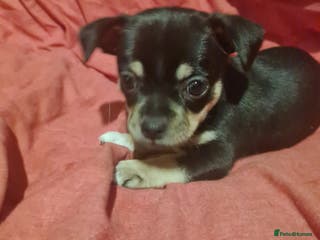 Pomchi dogs Chihuahua x pomchi - Advert 5