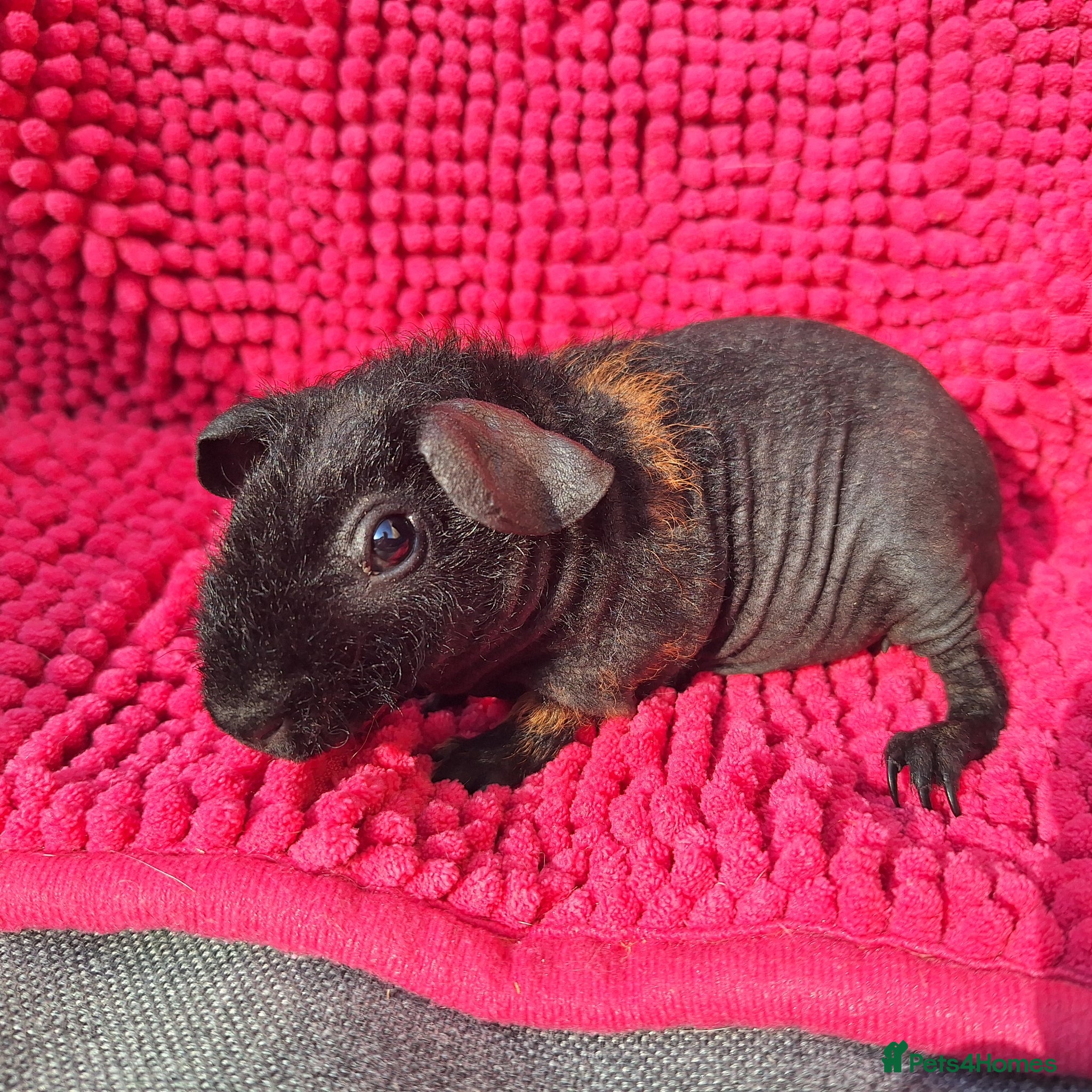 Guinea Pig rodents for sale: 2 gorgeous werewolf girls - Advert 4