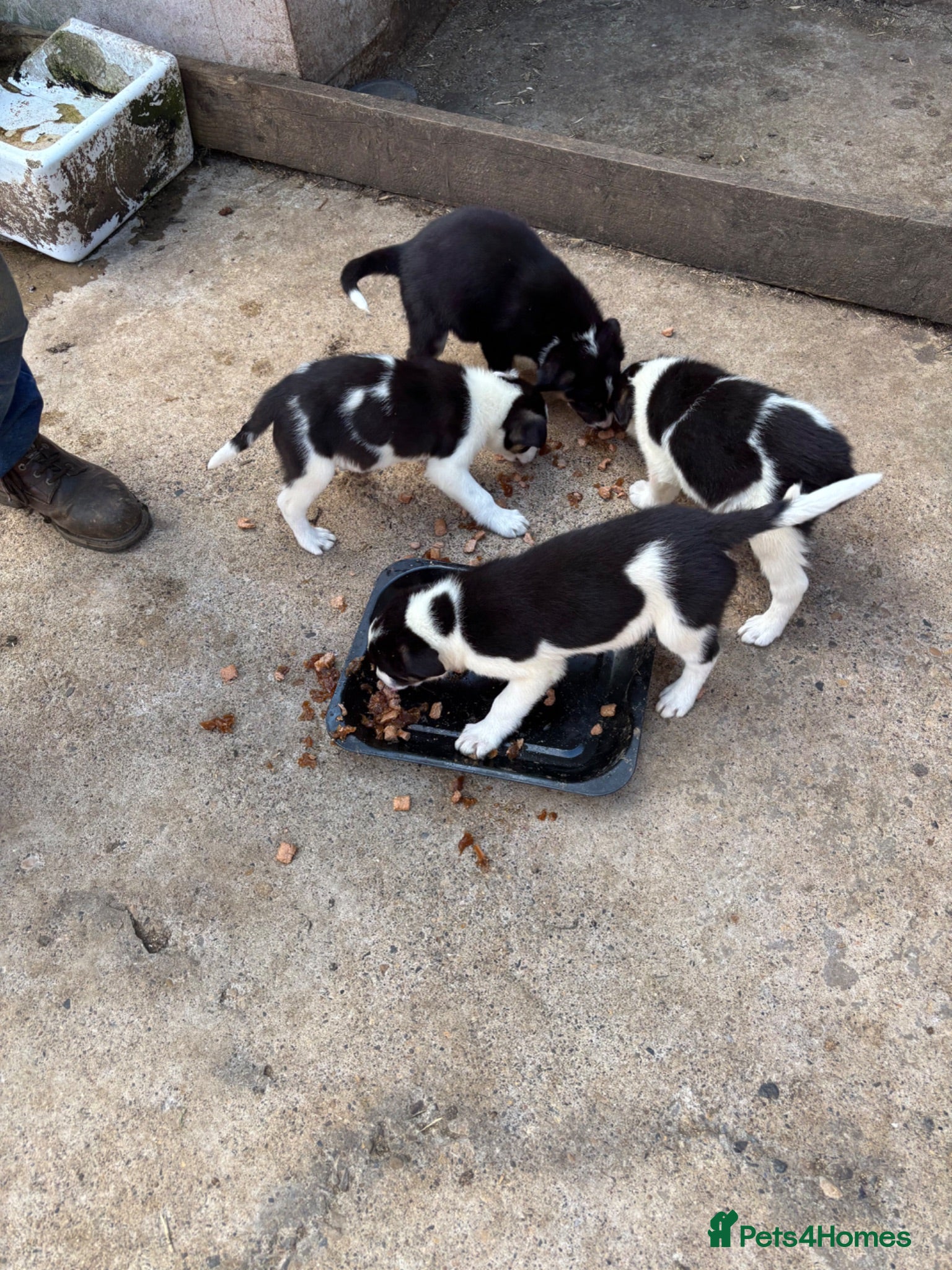 Border Collie dogs Border collie pups  - Advert 1