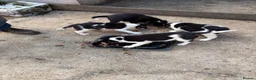 Border Collie dogs for sale: Border collie pups  in Haltwhistle - Advert 1