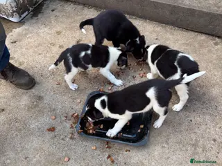 Border Collie dogs Border collie pups - Advert 16