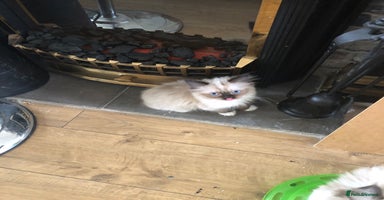 Ragdoll cats - Advert 15
