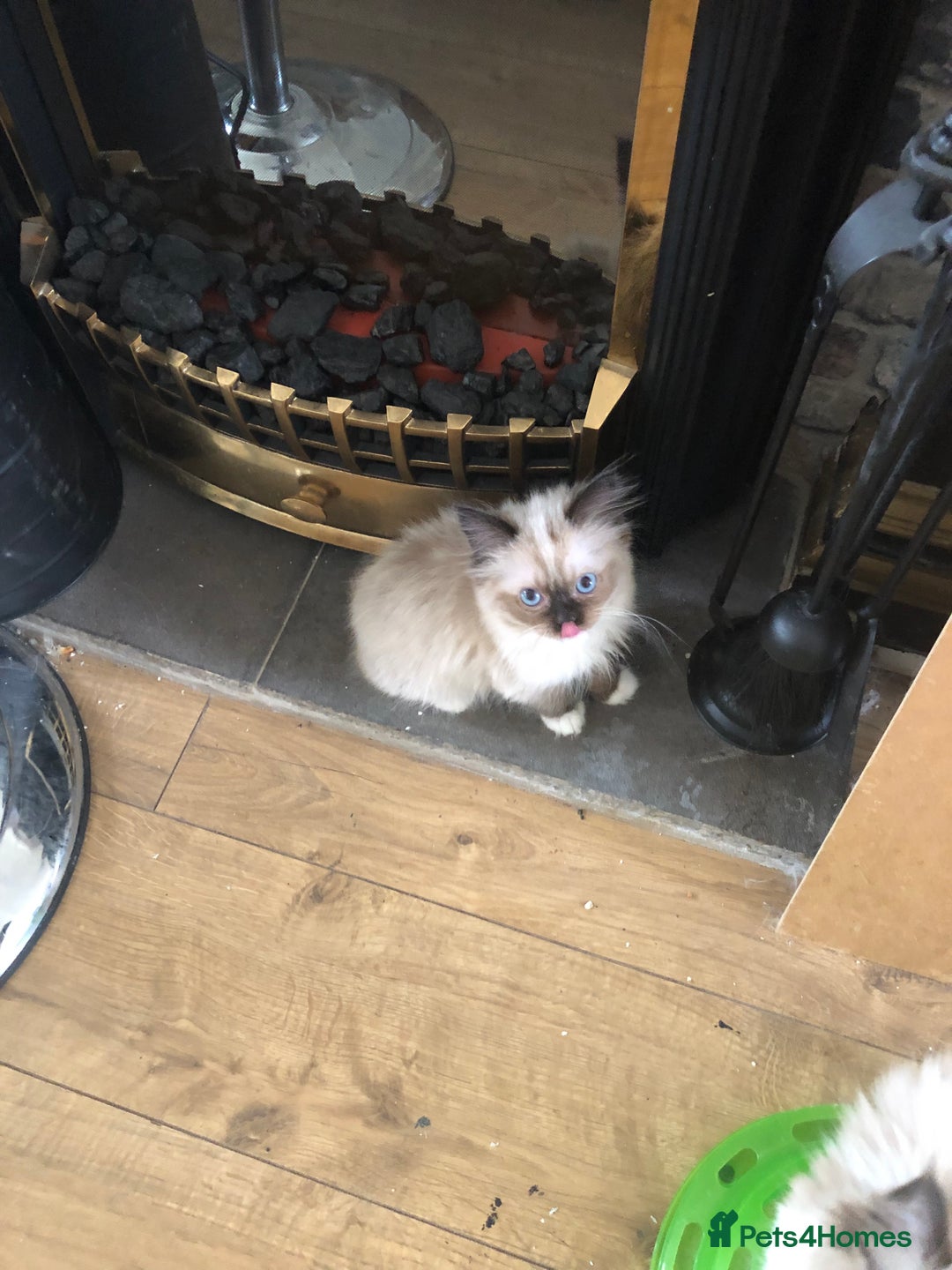 Ragdoll cats for sale: Beautiful Ragdoll kittens  - Image 3