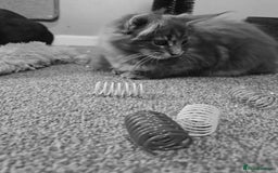 Maine Coon cats for sale: Aurora - Stunning Female Maine Coon - Image 12