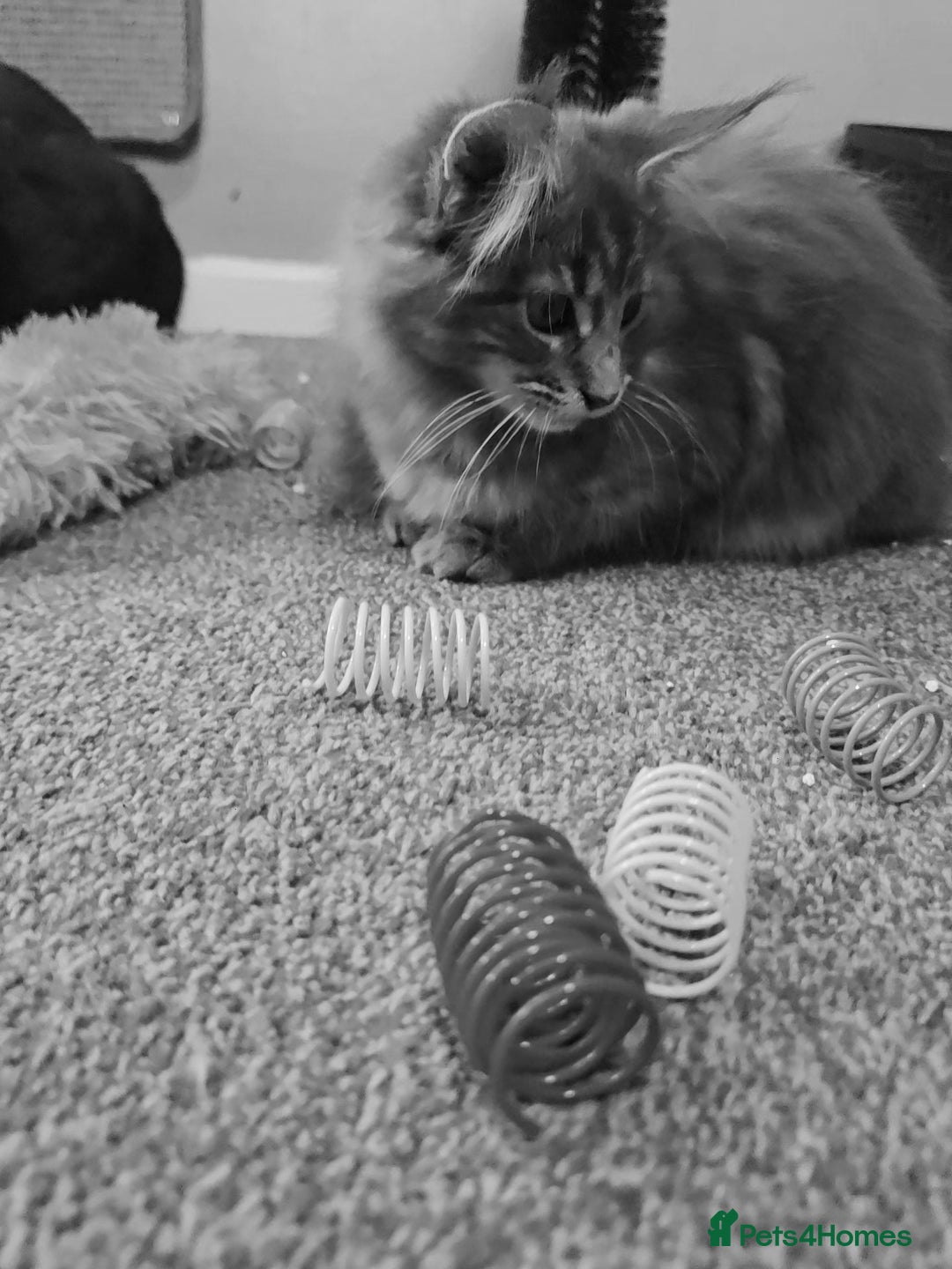Maine Coon cats for sale: Aurora - Stunning Female Maine Coon - Image 12