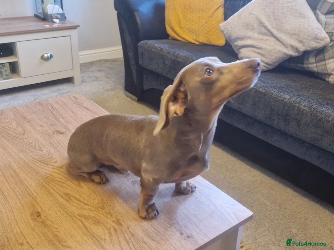 Miniature Dachshund dogs for stud: For stud my boy Dinky  in Alfreton - Advert 8