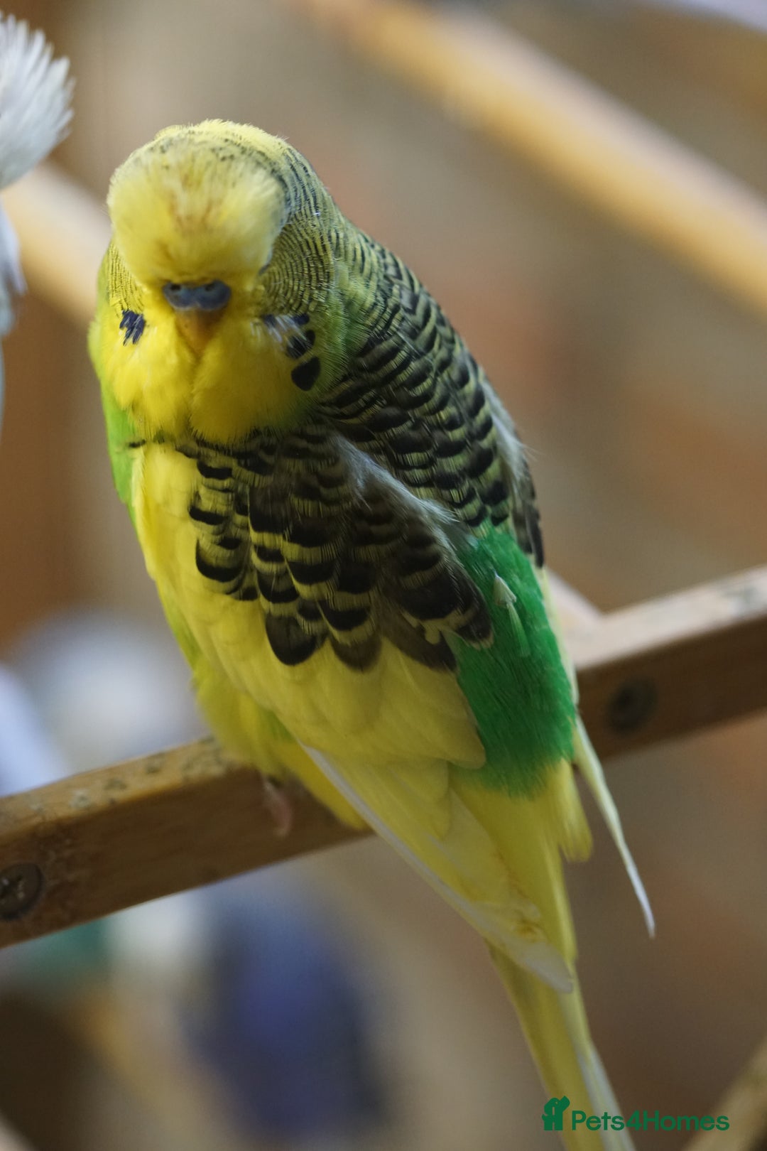 Budgerigars birds for sale: Budgies  - Advert 10