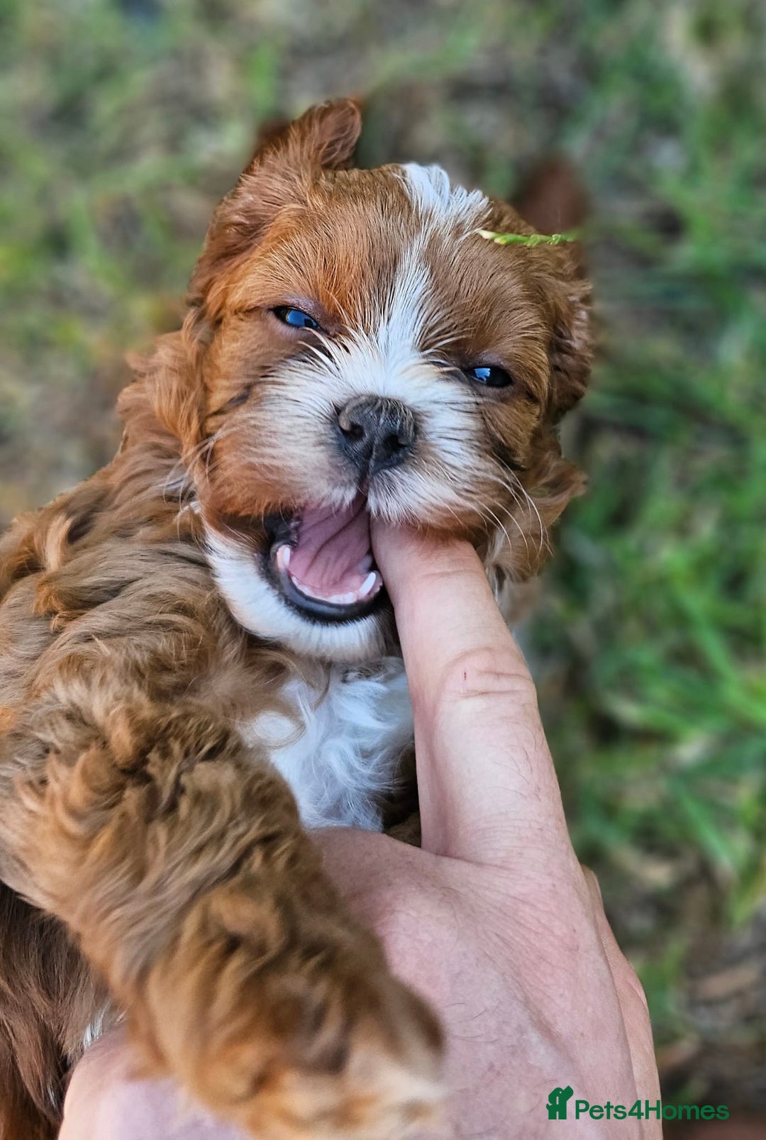 Cavapoo dogs for sale: Cavapoo dna clear  - Image 9
