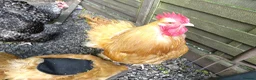 Chickens poultry for sale: Buff orpington cockeral for sale - Advert 2