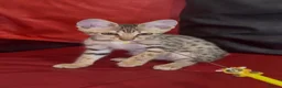 Savannah cats for sale: Pure Pedigree! Top Quality Tica Registr. Savannahs - Advert 20