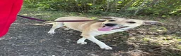 Mixed Breed dogs for adoption: Ivy - Norwich Norfolk  in Norwich - Advert 4
