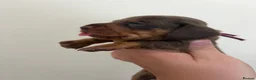 Miniature Dachshund dogs for sale: Miniature dachshund’s  - Advert 6