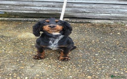 Cocker Spaniel dogs for sale: stunning cocker spaniel puppies - Image 6