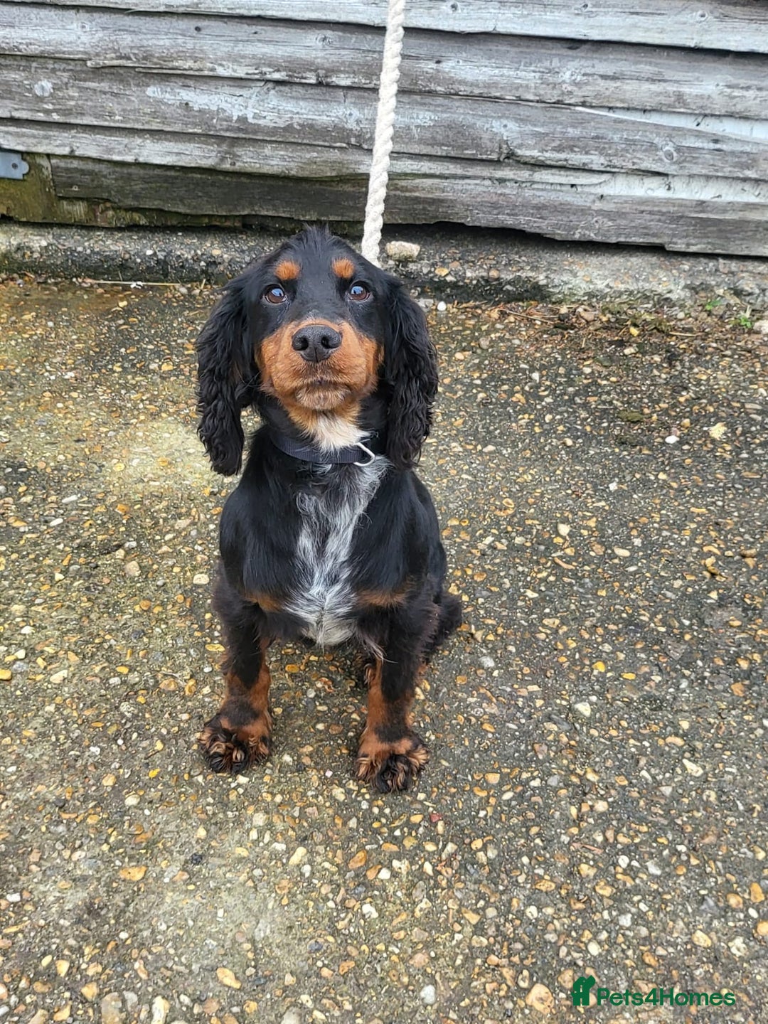 Cocker Spaniel dogs for sale: stunning cocker spaniel puppies - Image 6