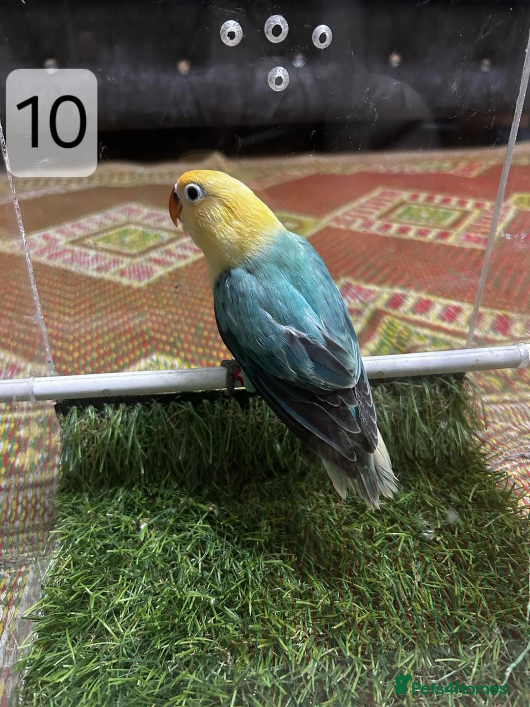 Lovebirds birds for sale: Beautiful Mutation fisher Lovebirds in Birmingham  - Advert 16