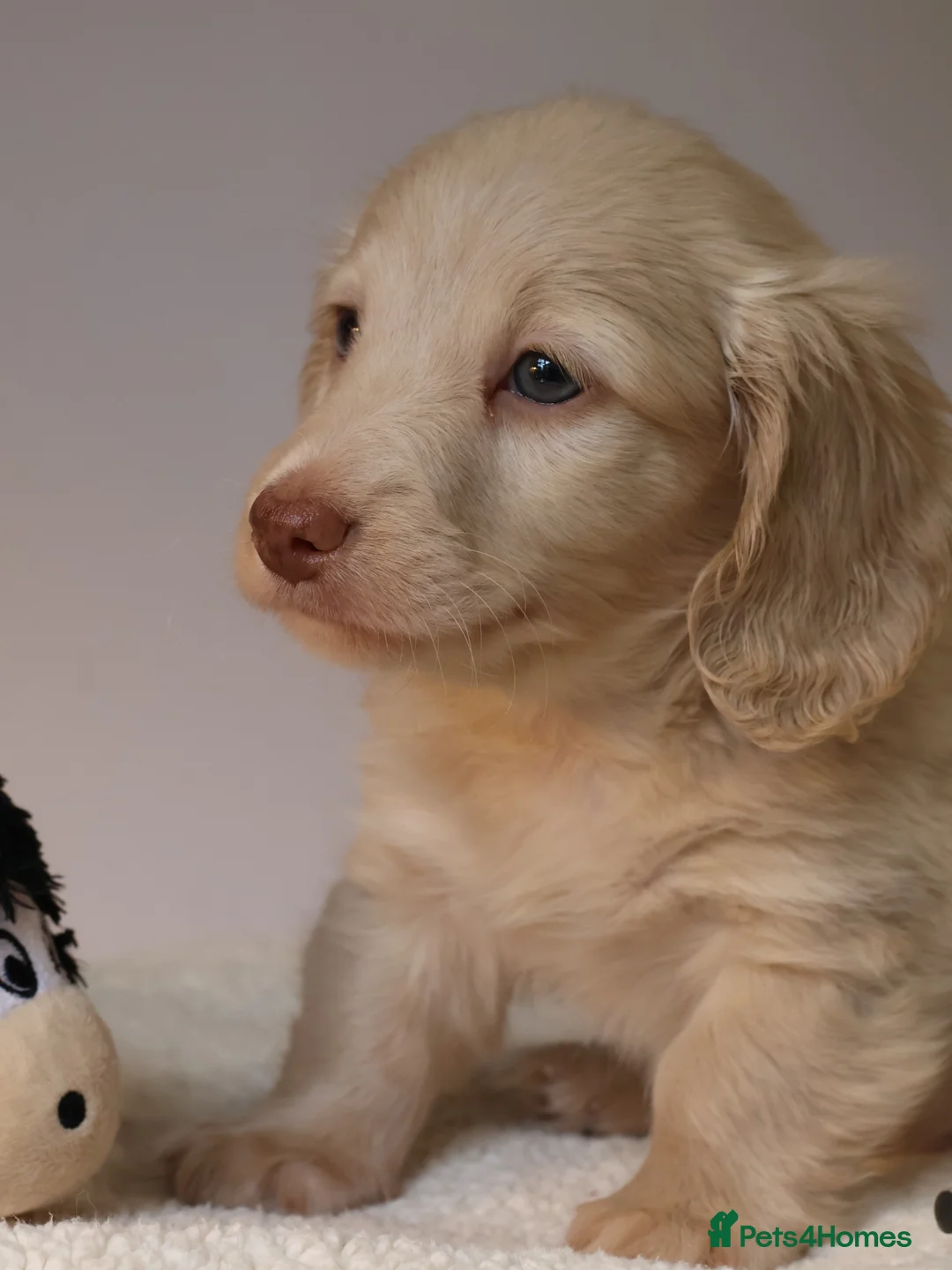 Miniature Dachshund dogs for sale: 5*Licensed+CREAMLONGHAIR+KCreg+PRACLEAR+Vetchecked - Advert 22