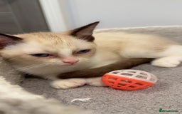Ragdoll cats for sale: 2 Males Ragdoll Kittens Ready Today offers welcome in Purley - Image 7