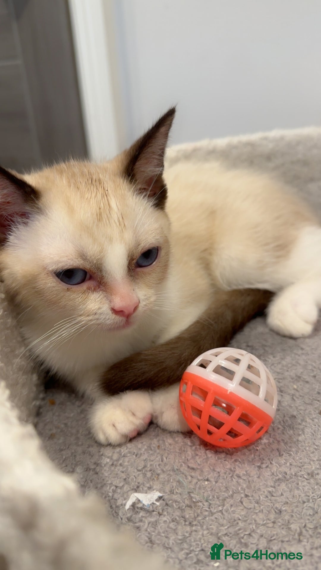 Ragdoll cats for sale: 2 Males Ragdoll Kittens Ready Today offers welcome in Purley - Image 7
