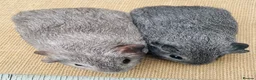 Guinea Pig rodents for sale: Guinea pigs for loving new homes - Advert 5